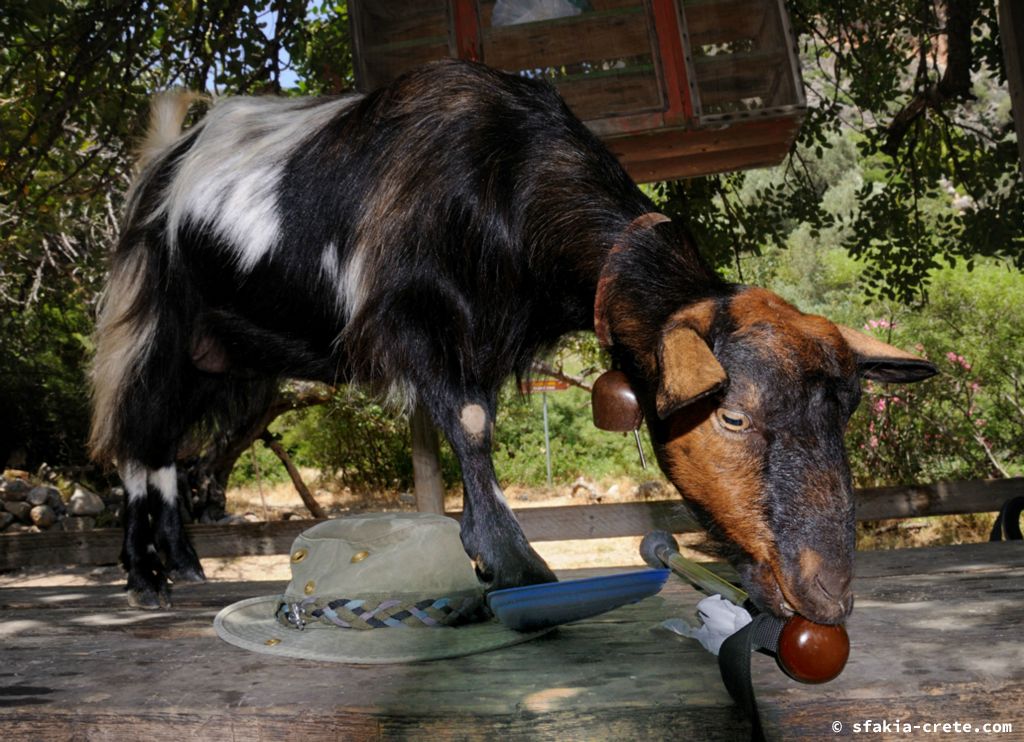 Photo report of a stay in Sfakia and Crete, May 2008